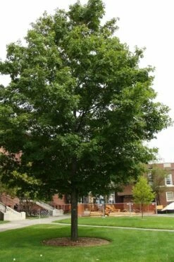 Silver Maple Tree (Acer Saccharinum) - 1 Gallon Pot -Wilson Bros Gardens Shop acer saccharinum silver maple tree 4g