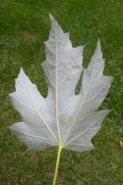 Silver Maple Tree (Acer Saccharinum) - 3 Gallon Pot -Wilson Bros Gardens Shop acer saccharinum silver maple tree 6 2