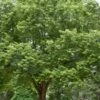Silver Maple Tree (Acer Saccharinum) - 3 Pack Of 1.5 Quart Pots