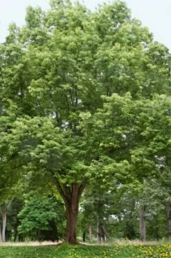 Silver Maple Tree (Acer Saccharinum) - 1 Gallon Pot