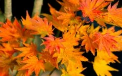 Jordan Golden Full Moon Japanese Maple - 3 Gallon Pot -Wilson Bros Gardens Shop acer shirasawanum jordan golden full moon japanese maple 5