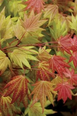 Moonrise Full Moon Japanese Maple - 5 Gallon Pot -Wilson Bros Gardens Shop acer shirasawanum moonrise full moon janese maple 2 1