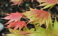 Moonrise Full Moon Japanese Maple - 3 Gallon Pot -Wilson Bros Gardens Shop acer shirasawanum moonrise full moon janese maple 3