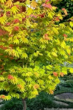 Moonrise Full Moon Japanese Maple - 5 Gallon Pot -Wilson Bros Gardens Shop acer shirasawanum moonrise full moon janese maple 7 1