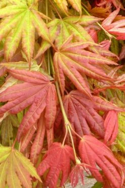 Moonrise Full Moon Japanese Maple - 3 Gallon Pot -Wilson Bros Gardens Shop acer shirasawanum moonrise janese maple 1