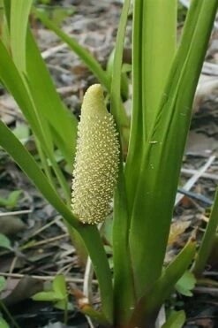 American Sweet Flag (Acorus Americanus) - 6 Pack Of 1 Gallon Pots -Wilson Bros Gardens Shop acorus americanus american sweet flag 10 2
