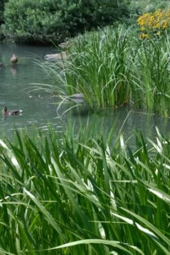 American Sweet Flag (Acorus Americanus) - 8 Pack Of 1 Gallon Pots -Wilson Bros Gardens Shop acorus americanus american sweet flag 11 1