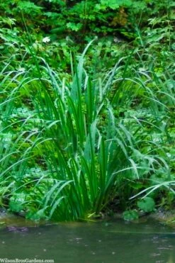 American Sweet Flag (Acorus Americanus) - 1 Gallon Pot