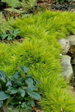 Dwarf Golden Sweet Flag - Acorus Gramineus 'Minimus Aureus' - 5 Pack Of Pint Pots -Wilson Bros Gardens Shop acorus gramineus minnimus aurea dwarf golden sweet flag 101