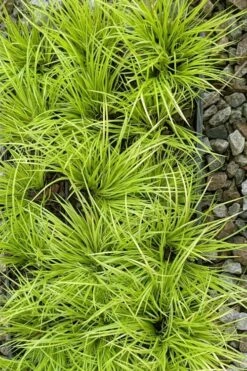 Dwarf Golden Sweet Flag - Acorus Gramineus 'Minimus Aureus' - 10 Pack Of Pint Pots -Wilson Bros Gardens Shop acorus gramineus minnimus aurea dwarf golden sweet flag 105 1