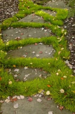 Dwarf Golden Sweet Flag - Acorus Gramineus 'Minimus Aureus' - 5 Pack Of Pint Pots -Wilson Bros Gardens Shop acorus gramineus minnimus aurea dwarf golden sweet flag 106