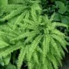 Northern Maidenhair Fern (Adiantum Pedatum) - 1 Gallon Pot