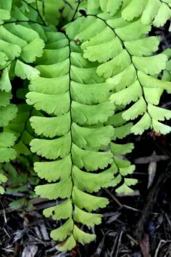 Northern Maidenhair Fern (Adiantum Pedatum) - 1 Gallon Pot -Wilson Bros Gardens Shop adiantum pedatum northern maidenhair fern 2