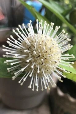 Adina Rubella Buttonbush - 3 Gallon Pot