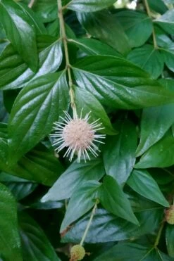 Adina Rubella Buttonbush - 3 Gallon Pot -Wilson Bros Gardens Shop adina rubella chinese buttonbush 2