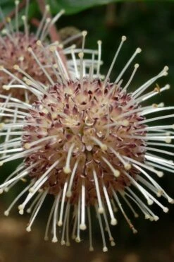 Adina Rubella Buttonbush - 3 Gallon Pot -Wilson Bros Gardens Shop adina rubella chinese buttonbush 4