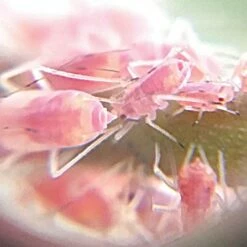 Active Eye Universal Mobile Phone Microscope -Wilson Bros Gardens Shop aem60c 7