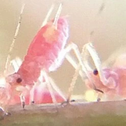 Active Eye Universal Mobile Phone Microscope -Wilson Bros Gardens Shop aem60c 8