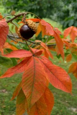 Ohio Buckeye (Aesculus Glabra) - 1 Gallon Pot -Wilson Bros Gardens Shop aesculus glabra ohio buckeye 11 1