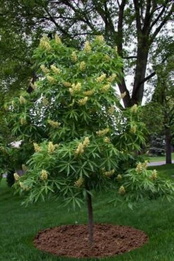 Ohio Buckeye (Aesculus Glabra) - 3 Gallon Pot -Wilson Bros Gardens Shop aesculus glabra ohio buckeye 12