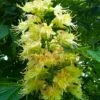 Ohio Buckeye (Aesculus Glabra) - 3 Gallon Pot