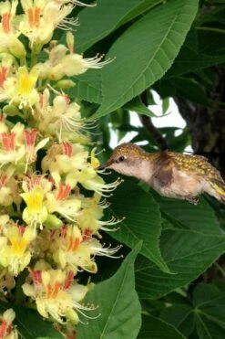 Ohio Buckeye (Aesculus Glabra) - 1 Gallon Pot -Wilson Bros Gardens Shop aesculus glabra ohio buckeye 6 1