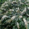 Roger's White Bottlebrush Buckeye (Aesculus Parviflora) - 1 Gallon Pot