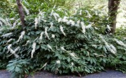 Roger's White Bottlebrush Buckeye (Aesculus Parviflora) - 1 Gallon Pot -Wilson Bros Gardens Shop aesculus parviflora serotina rogers white buckeye 2