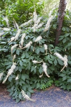 Roger's White Bottlebrush Buckeye (Aesculus Parviflora) - 1 Gallon Pot -Wilson Bros Gardens Shop aesculus parviflora serotina rogers white buckeye 3