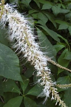 Roger's White Bottlebrush Buckeye (Aesculus Parviflora) - 1 Gallon Pot -Wilson Bros Gardens Shop aesculus parviflora serotina rogers white buckeye 5