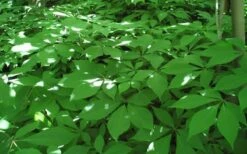 Roger's White Bottlebrush Buckeye (Aesculus Parviflora) - 1 Gallon Pot -Wilson Bros Gardens Shop aesculus parviflora serotina rogers white buckeye 6