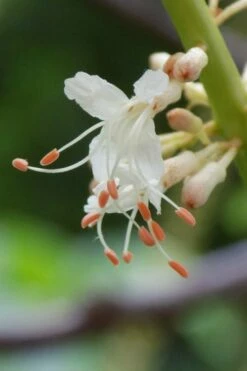 Roger's White Bottlebrush Buckeye (Aesculus Parviflora) - 1 Gallon Pot -Wilson Bros Gardens Shop aesculus parviflora serotina rogers white buckeye 7