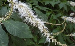 Roger's White Bottlebrush Buckeye (Aesculus Parviflora) - 1 Gallon Pot -Wilson Bros Gardens Shop aesculus parviflora serotina rogers white buckeye 8