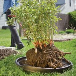 Leonard GardenGlide -Wilson Bros Gardens Shop ag1 6 1