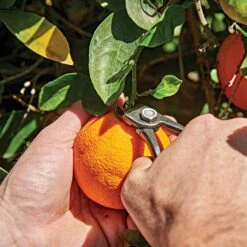 Shear Corona Harvesting 5 Shear Corona Harvesting -Wilson Bros Gardens Shop ag5060 live2 1