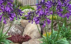 Ever Amethyst Agapanthus (Lily Of The Nile) - 1 Gallon Pot -Wilson Bros Gardens Shop agapanthus ever amethyst lily of the nile 10