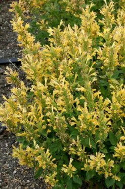 Poquito Butter Yellow Agastache (Hummingbird Mint) - 5 Pack Of Quart Pots 9 Poquito Butter Yellow Agastache (Hummingbird Mint) - 5 Pack Of Quart Pots -Wilson Bros Gardens Shop agastache poquito butter yellow hummingbird mint 1