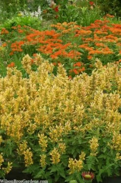 Poquito Butter Yellow Agastache (Hummingbird Mint) - 1 Gallon Pot 8 Poquito Butter Yellow Agastache (Hummingbird Mint) - 1 Gallon Pot -Wilson Bros Gardens Shop agastache poquito butter yellow hummingbird mint 2 1