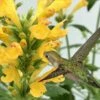 Poquito Butter Yellow Agastache (Hummingbird Mint) - 5 Pack Of Quart Pots