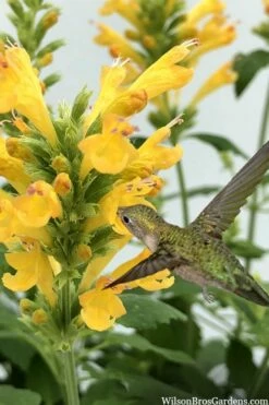 Poquito Butter Yellow Agastache (Hummingbird Mint) - 5 Pack Of Quart Pots