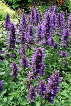 Poquito Dark Blue Agastache (Hummingbird Mint) - 1 Gallon Pot 10 Poquito Dark Blue Agastache (Hummingbird Mint) - 1 Gallon Pot -Wilson Bros Gardens Shop agastache poquito dark blue 12