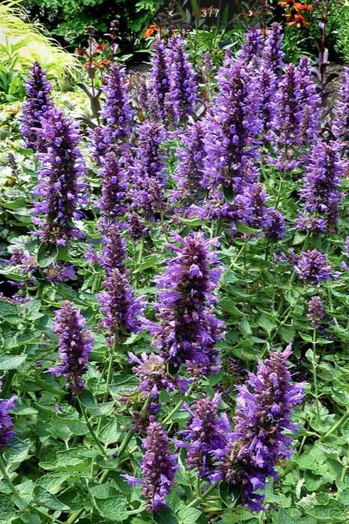 Poquito Dark Blue Agastache (Hummingbird Mint) - 1 Gallon Pot 5 Poquito Dark Blue Agastache (Hummingbird Mint) - 1 Gallon Pot - Image 5