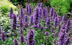 Poquito Dark Blue Agastache (Hummingbird Mint) - 1 Gallon Pot 11 Poquito Dark Blue Agastache (Hummingbird Mint) - 1 Gallon Pot -Wilson Bros Gardens Shop agastache poquito dark blue 13
