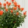 Poquito Orange Agastache (Hummingbird Mint) - 5 Pack Of Quart Pots
