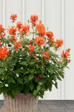 Poquito Orange Agastache (Hummingbird Mint) - 5 Pack Of Quart Pots