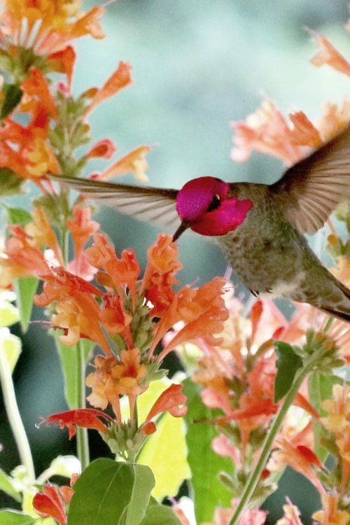 Poquito Orange Agastache (Hummingbird Mint) - 1 Gallon Pot 5 Poquito Orange Agastache (Hummingbird Mint) - 1 Gallon Pot - Image 5