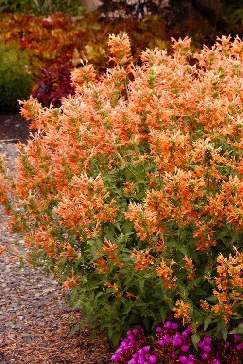 Poquito Orange Agastache (Hummingbird Mint) - 1 Gallon Pot 4 Poquito Orange Agastache (Hummingbird Mint) - 1 Gallon Pot - Image 4