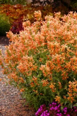 Poquito Orange Agastache (Hummingbird Mint) - 5 Pack Of Quart Pots -Wilson Bros Gardens Shop agastache poquito orange 12