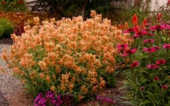 Poquito Orange Agastache (Hummingbird Mint) - 1 Gallon Pot 12 Poquito Orange Agastache (Hummingbird Mint) - 1 Gallon Pot -Wilson Bros Gardens Shop agastache poquito orange 13 1