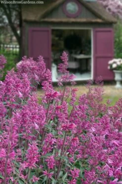 Rosie Posie Agastache (Hummingbird Mint) - 5 Pack Of Quarts -Wilson Bros Gardens Shop agastache rosie posie hummingbird mint 1 1